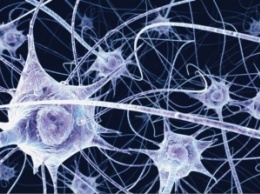 Ученые изучили процесс развития «взрослых» нейронов