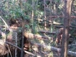 В Черниговской области сильный ветер повалил много деревьев