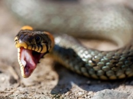 С начала года в Житомирской области зарегистрировано семь случаев укусов змей