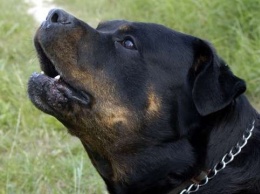 В центре Москвы бойцовская собака откусила язык мужчине