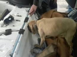 Контрабандисты убили знаменитую пограничную собаку