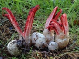 В украинских лесах растет жуткий гриб-каракатица