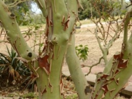 Главное событие середины лета в Никитском ботаническом саду - «бесстыдница» сбрасывает кору