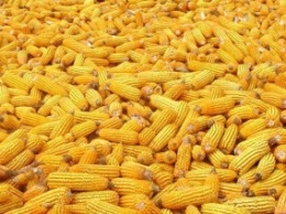 Киев получил ноту из Китая из-за кукурузы