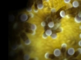 Поцелуй кораллов впервые попал в кадр (ВИДЕО)