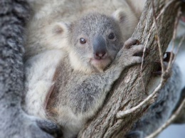 Ребенок коалы впервые после рождения обнимает маму