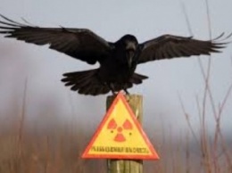 Рада одобрила создание в Чернобыле объектов природно-заповедного фонда