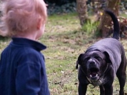 На Троещине бездомная собака напала на 4-летнего мальчика