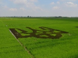 Херсонские аграрии выращивают огромный тризуб из риса - "чтобы москали из космоса увидели"