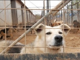 Приют для бродячих собак в Чернигове начнут строить уже в июле