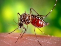 Чем для славянцев опасны укусы комаров и что такое дирофиляриоз, - санстанция