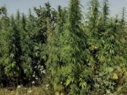 В зоне АТО уничтожили две плантации марихуаны