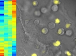 Ученые нашли белки, способные переключать иммунные Т-клетки