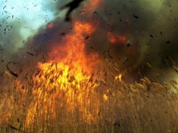 На Днепропетровщине сгорело поле хлеба