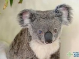 В Австралии нашли разноглазую коалу