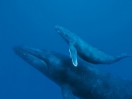 Ученые поражены массовыми заплывами горбатых китов в Селиш море
