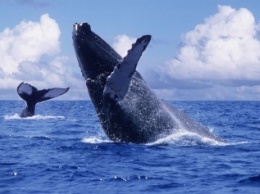 Ученые изучают массовое присутствие горбатых китов в Селиш море