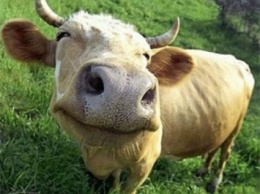 Ученые: Счастливые коровы дают более питательное молоко