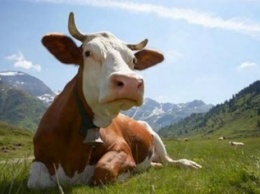 Ученые: Счастливые коровы дают более полезное молоко
