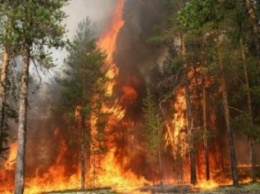 Вчера на Херсонщине тушили большой лесной пожар