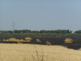 Под Харьковом выгорело 100 гектаров пшеницы