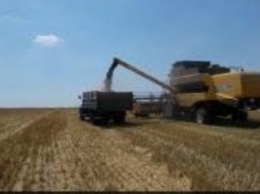 В Луганской области ожидается рекордный урожай ранних зерновых культур