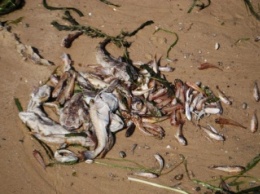 В Каменском местные власти наняли подрядчиков убирать горы мертвой рыбы с пляжей