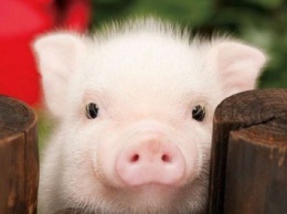 В Хмельницкой области обнаружили опасную болезнь свиней