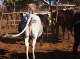 В Африке коров превращают в мутантов, чтобы отпугнуть львов (видео)