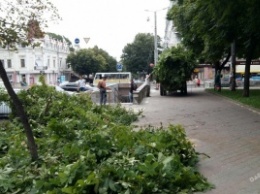 В Одессе непогода ломает ветки деревьев (фото)