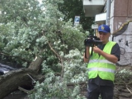 В Киеве дерево упало на автомобили, в которых находились люди