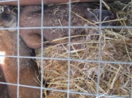 В Харьковской области спасли сурков, запутавшихся в браконьерской петле (ФОТО)