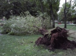Ураган в Харькове: деревья вырвало с корнями, сломаны бетонные столбы (ФОТО)