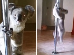 В Австралии коала забралась в дом к стриптизерше и станцевала на шесте