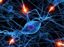 Ученые: Когнитивные и аэробные нагрузки по-разному улучшают свойства мозга