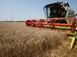 Урожай зерновых в Черниговской области будет не хуже, чем год назад