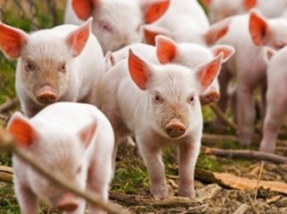 Сумчан предупреждают об угрозе африканской чумы свиней