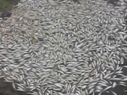 Экологи зафиксировали на Сумском море мор рыбы (ФОТО)