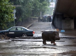 Наводнение в Грузии: в Тбилиси погибли 5 человек, сбежали звери из зоопарка. ФОТО+видео