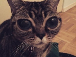 Instagram "взорвали" фото кошки-инопланетянина (ФОТО)