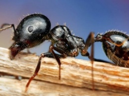 Ученые: После гибели динозавров муравьи занялись выращиванием грибов