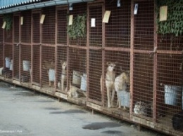 В Бердянске собираются кардинально решить проблему с бродячими собаками