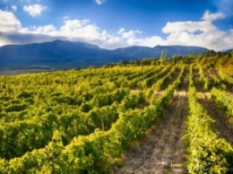 Французы планируют заняться производством вина в Крыму