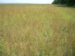 Аграрии Городнянского района Черниговской области - одни из немногих, кто выращивает в Украине лен