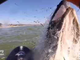 В Калифорнии серфингистка столкнулась с китом (Видео)