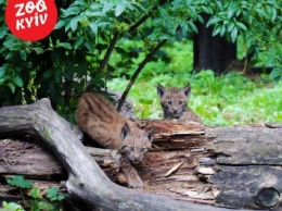 В Киевском зоопарке пополнение: На свет появились двое рысят