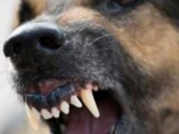 В Мариуполе бродячие псы истерзали пьяного бомжа