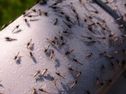 Ученые открыли вид комаров, который является основным переносчиком вируса Зика