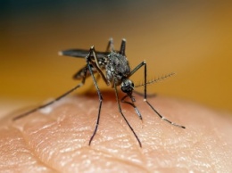 Ученые: Желтолихорадочный комар является основным переносчиком вируса Зика