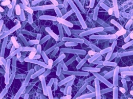 Кишечные бактерии эволюционируют вместе с людьми миллионы лет